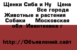 Щенки Сиба и Ну › Цена ­ 35000-85000 - Все города Животные и растения » Собаки   . Московская обл.,Ивантеевка г.